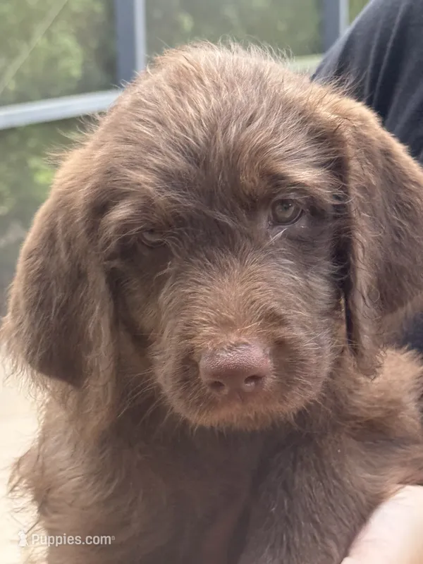 Faith 💜 – Goldendoodle, Labradoodle puppy for sale in Groveland, FL