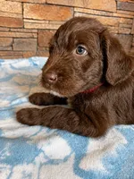 Snickers ❤️, a male Labradoodle for sale in Groveland, FL – 4 of 4