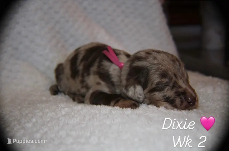 Dixie 💗 – Double Doodle puppy for sale in Groveland, FL