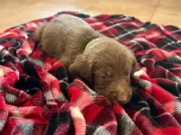 Willie 💚, a male Double Doodle for sale in Groveland, FL – 2 of 2