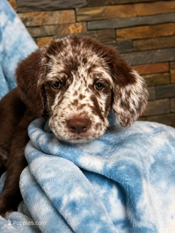 Rhett 💙 – Double Doodle puppy for sale in Groveland, FL