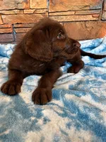 Cash 🩶, a male Goldendoodle and Labradoodle for sale in Groveland, FL – 3 of 4