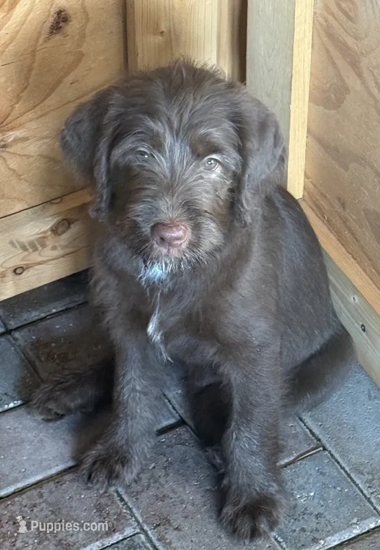 Biscuit 🩵 – Labradoodle puppy for sale in Groveland, FL
