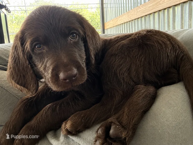 Hank 🤍 – Goldendoodle, Labradoodle puppy for sale in Groveland, FL