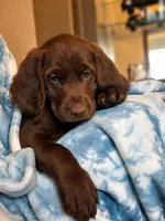 Waylon Jr 💛, a male Goldendoodle and Labradoodle for sale in Groveland, FL – 2 of 4