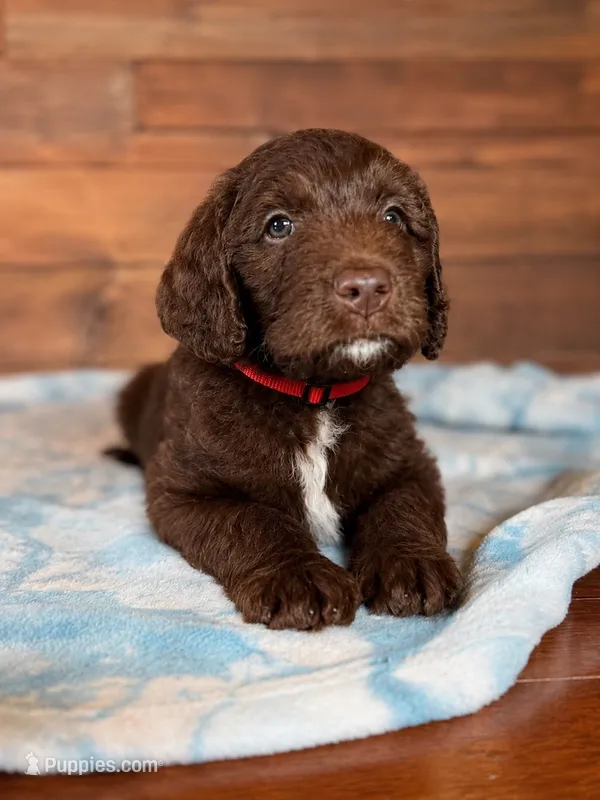 Snickers ❤️ – Labradoodle puppy for sale in Groveland, FL