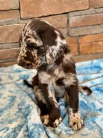 Rhett 💙, a male Goldendoodle and Labradoodle for sale in Groveland, FL – 3 of 5