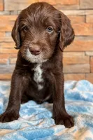 Boots 💚 , a male Labradoodle for sale in Groveland, FL – 1 of 3