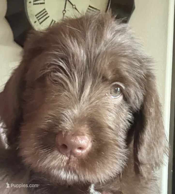 Biscuit 🩵 – Labradoodle puppy for sale in Groveland, FL