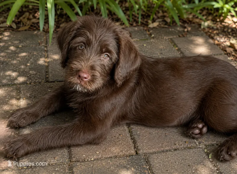 Biscuit 🩵 – Labradoodle puppy for sale in Groveland, FL
