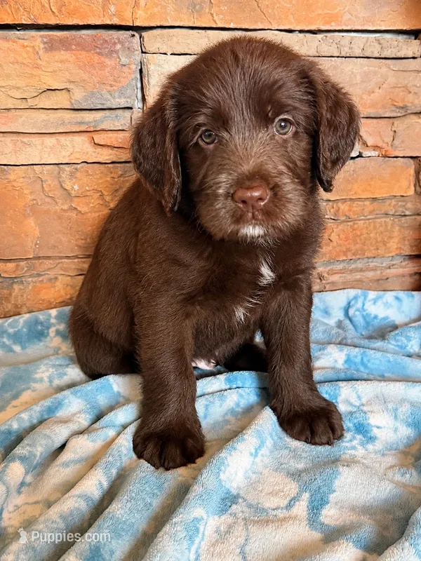 Biscuit 🩵 – Labradoodle puppy for sale in Groveland, FL