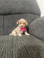 Lovely, a female Poodle - Toy  for sale in Jeffersonville, IN – 3 of 4
