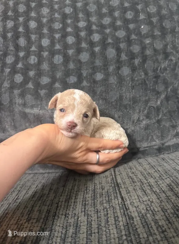 Lovely – Poodle - Toy  puppy for sale in Jeffersonville, IN