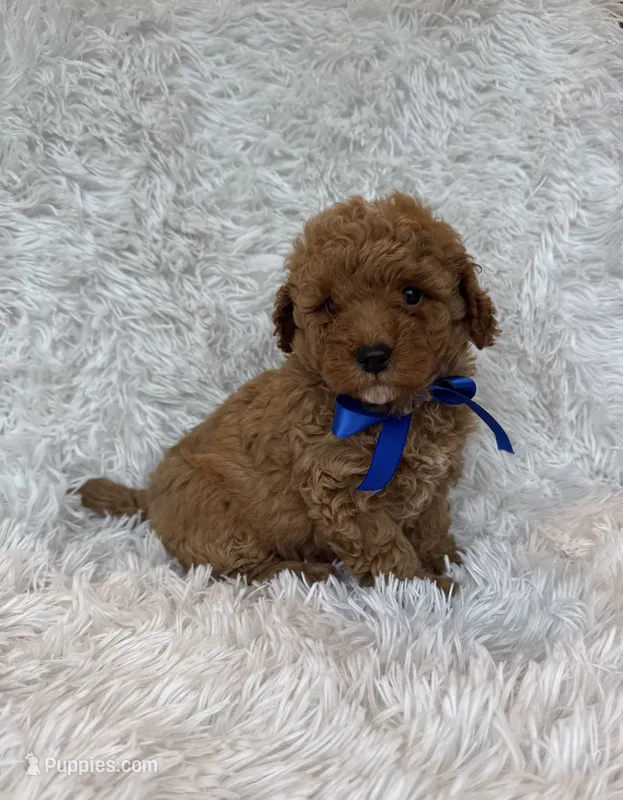 Charlie – Poodle - Toy  puppy for sale in Jeffersonville, IN