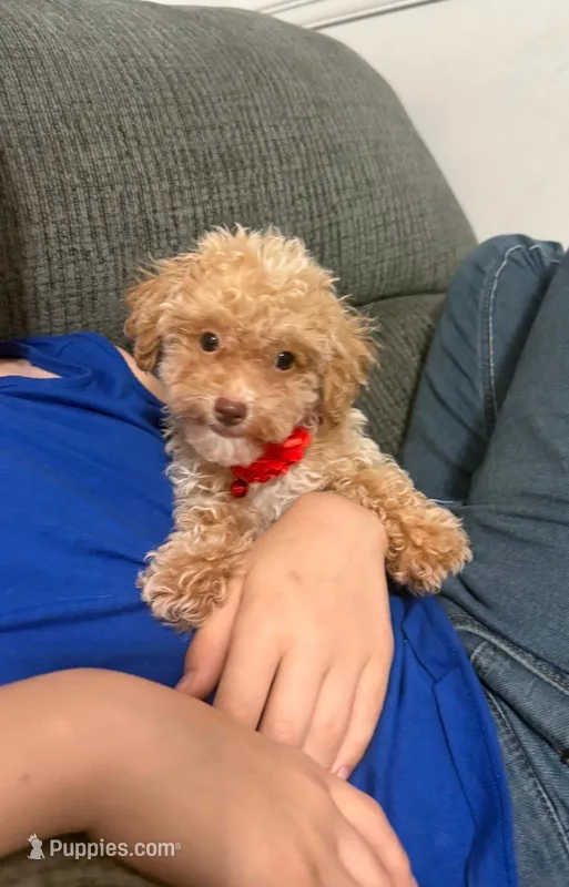 Teddy – Poodle - Toy  puppy for sale in Jeffersonville, IN