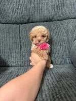 Alayah , a female Poodle - Toy  for sale in Jeffersonville, IN – 4 of 6