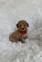 Albert, a male Poodle - Toy  for sale in Jeffersonville, IN – 1 of 4