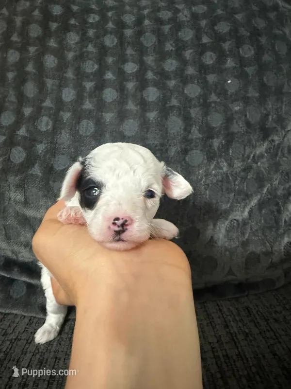 Kaya – Poodle - Toy  puppy for sale in Jeffersonville, IN