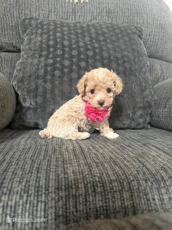 Lovely – Poodle - Toy  puppy for sale in Jeffersonville, IN