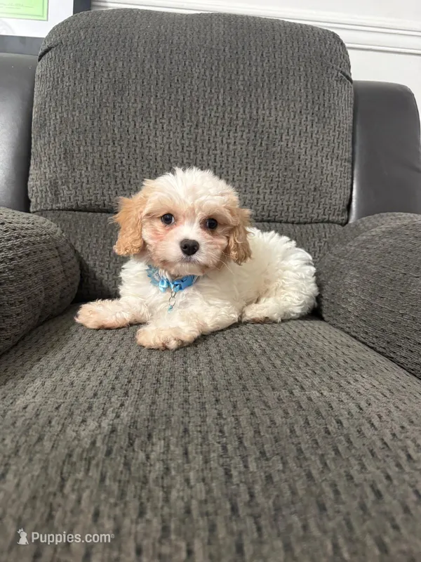 Jerry – Cavapoo puppy for sale in Jeffersonville, IN