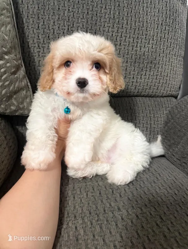 Jerry, a male Cavapoo for sale in Jeffersonville, IN – Photo 1 of 1