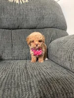 Alayah , a female Poodle - Toy  for sale in Jeffersonville, IN – 5 of 6