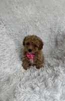 Rosa, a female Poodle - Toy  for sale in Jeffersonville, IN – 4 of 4