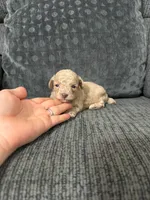Charlie, a male Poodle - Toy  for sale in Jeffersonville, IN – 2 of 3