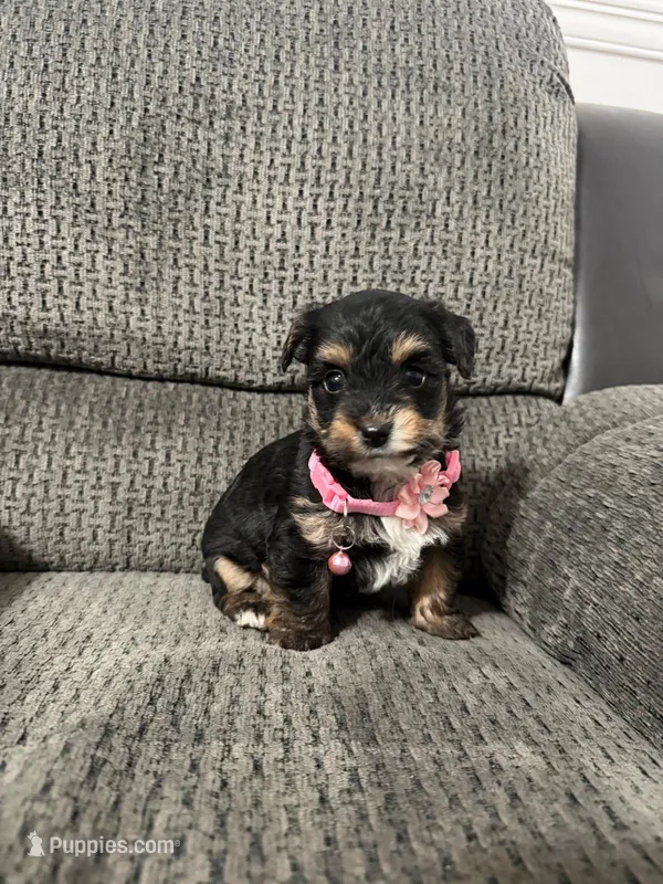 Dora – Yorkipoo puppy for sale in Jeffersonville, IN