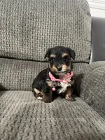 Dora, a female Yorkipoo for sale in Jeffersonville, IN – Photo 1 of 4