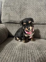 Dora, a female Yorkipoo for sale in Jeffersonville, IN – Photo 2 of 4
