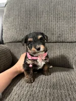 Dora, a female Yorkipoo for sale in Jeffersonville, IN – Photo 3 of 4