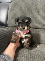 Dora, a female Yorkipoo for sale in Jeffersonville, IN – Photo 4 of 4