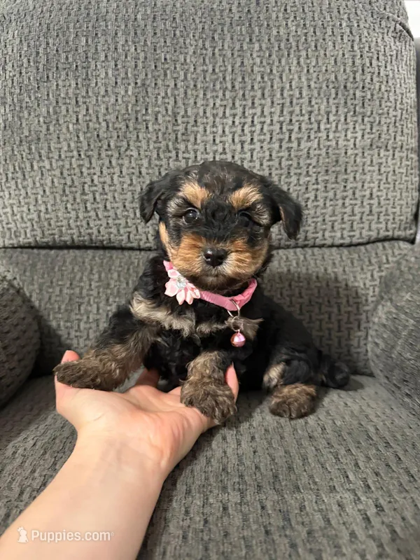 Dora – Yorkipoo puppy for sale in Jeffersonville, IN