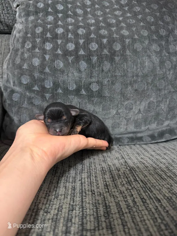 Ace – Yorkshire Terrier, Poodle - Toy  puppy for sale in Jeffersonville, IN