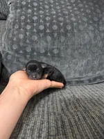 Ace, a male Yorkshire Terrier and Poodle - Toy  for sale in Jeffersonville, IN – 1 of 1