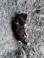 Abe, a male Poodle - Toy  for sale in Jeffersonville, IN – 2 of 3