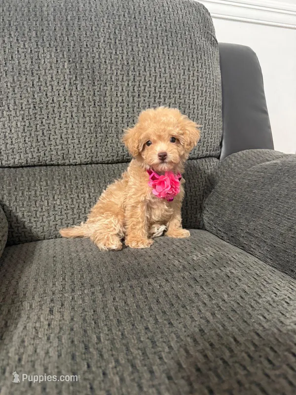 Rosie – Poodle - Toy  puppy for sale in Jeffersonville, IN