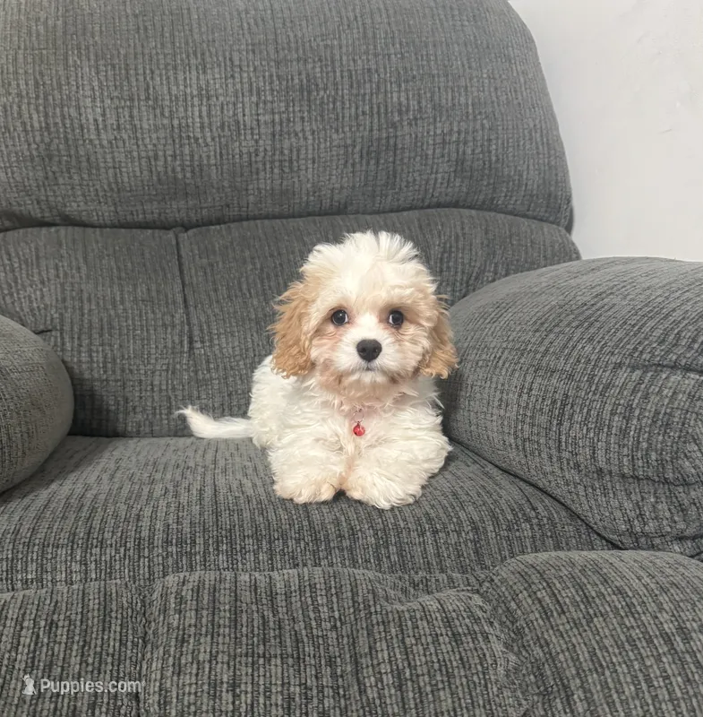 Jerry – Cavapoo puppy for sale in Jeffersonville, IN