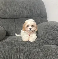 Jerry, a male Cavapoo for sale in Jeffersonville, IN – 1 of 4