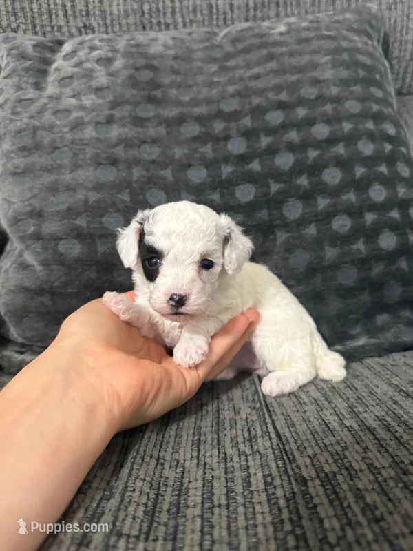Kaya – Poodle - Toy  puppy for sale in Jeffersonville, IN