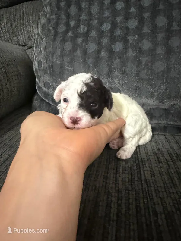 Eric – Poodle - Toy  puppy for sale in Jeffersonville, IN