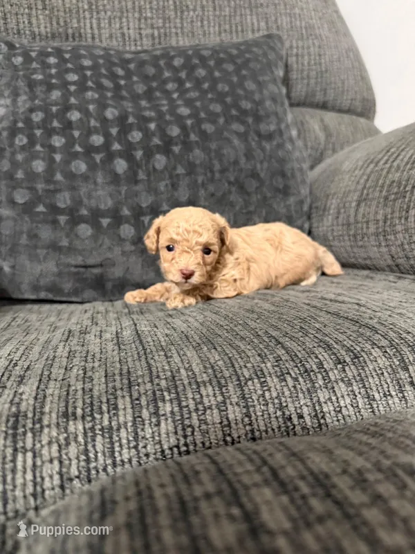 Charlie – Poodle - Toy  puppy for sale in Jeffersonville, IN