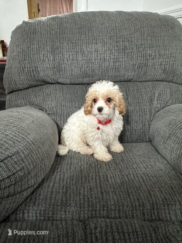 Maverick  – Cavapoo puppy for sale in Jeffersonville, IN