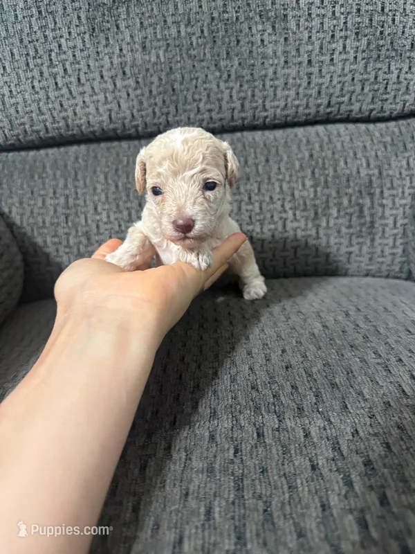 Teddy – Poodle - Toy  puppy for sale in Jeffersonville, IN