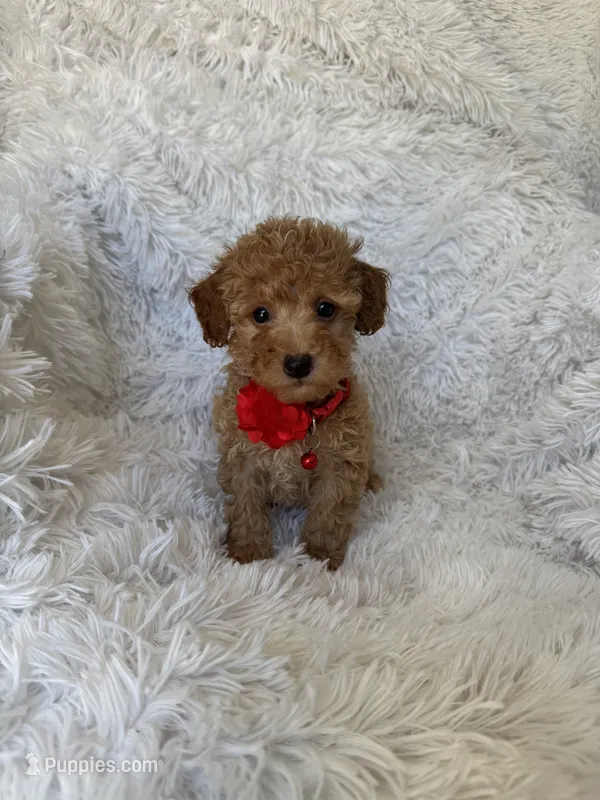 Albert – Poodle - Toy  puppy for sale in Jeffersonville, IN