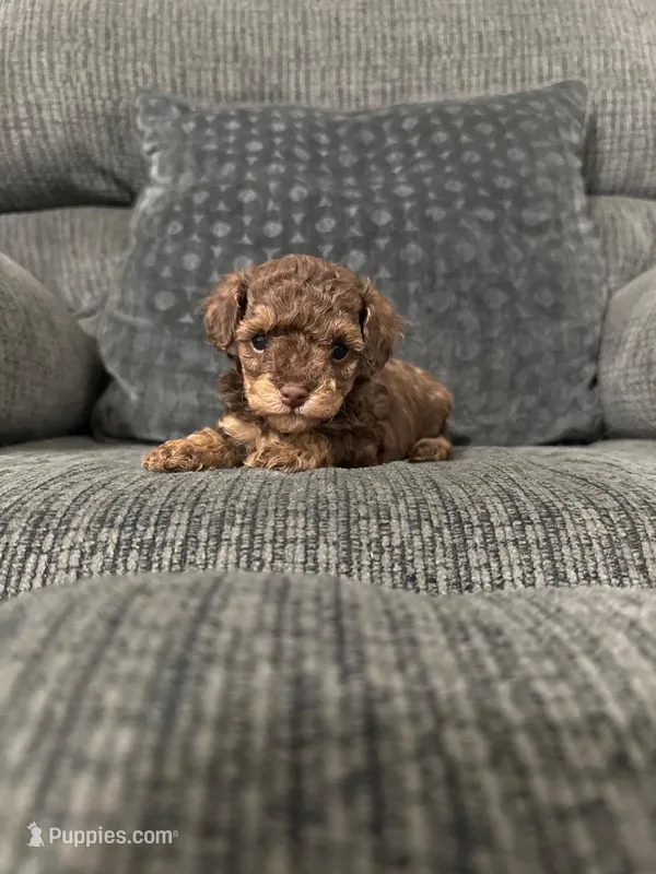 Eric – Poodle - Toy  puppy for sale in Jeffersonville, IN