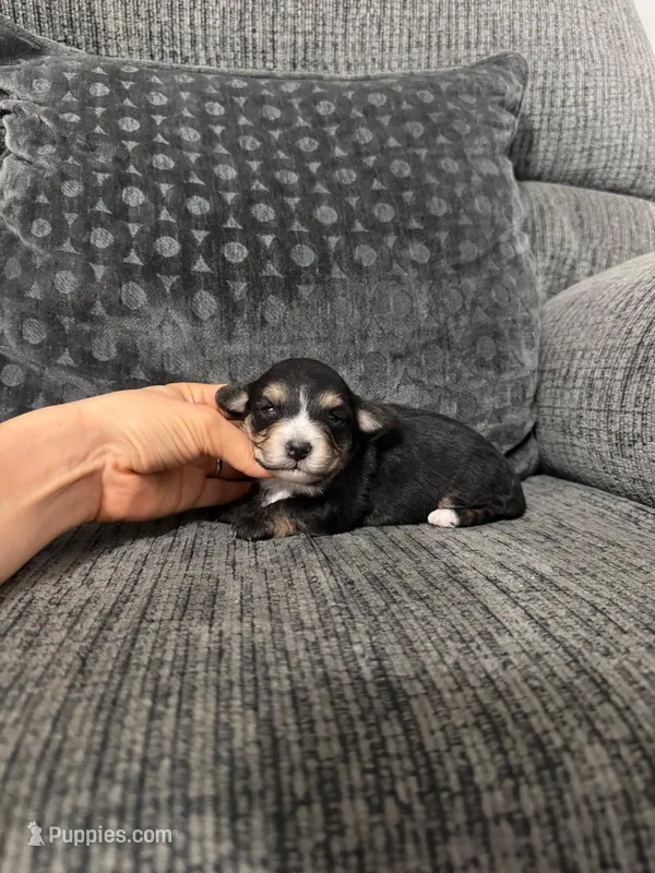 Pudge – Yorkshire Terrier, Poodle - Toy  puppy for sale in Jeffersonville, IN