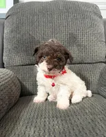 Oreo, a male Poodle - Toy  for sale in Jeffersonville, IN – Photo 1 of 4