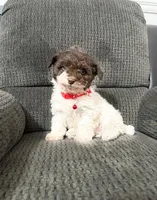 Oreo, a male Poodle - Toy  for sale in Jeffersonville, IN – Photo 4 of 4